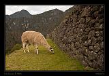 Machu Piccu 059